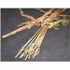 Image 4 : Sioux Bow Case & Quiver