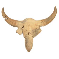 Fossilized Buffalo Skull