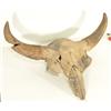 Image 2 : Fossilized Buffalo Skull