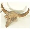 Image 3 : Fossilized Buffalo Skull