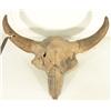 Image 4 : Fossilized Buffalo Skull