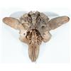 Image 5 : Fossilized Buffalo Skull