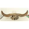 Image 6 : Fossilized Buffalo Skull