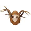 Image 2 : Vintage Antler and Horn Collection