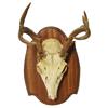 Image 4 : Vintage Antler and Horn Collection