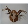 Image 6 : Vintage Antler and Horn Collection