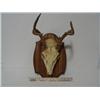 Image 7 : Vintage Antler and Horn Collection