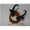 Image 8 : Vintage Antler and Horn Collection