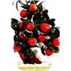Image 1 : ORNATE JADE FRUIT TREE