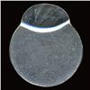 Image 1 : ???? Jefferson Nickel Off Center Error Choice Uncirculated (COI-5137)