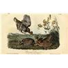 Image 1 : J.J. Audubon's ''Pinnated Grouse''