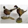 Image 1 : 2 Stuffed & Mounted Pheasants