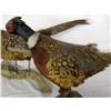 Image 5 : 2 Stuffed & Mounted Pheasants