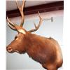 Image 1 : Elks  Head