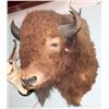 Image 1 : Buffalo Head