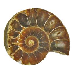 31.28ct Opalized Prehistoric Ammonite Jewelry Cut Half (GEM-22411)