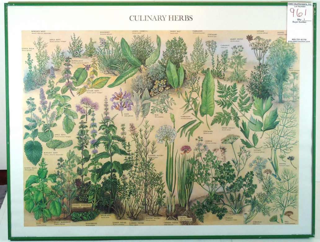 Culinary Herbs; Artist British Museum