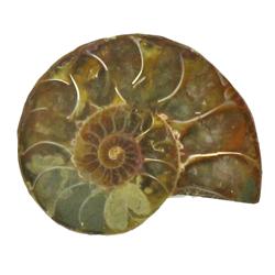 30ct Opalized Prehistoric Ammonite Jewelry Cut Half (GEM-22400)
