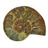 30ct Opalized Prehistoric Ammonite Jewelry Cut Half (GEM-22400)