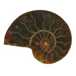 20.4ct Opalized Prehistoric Ammonite Jewelry Cut Half (GEM-22412)