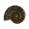 33.76ct Opalized Prehistoric Ammonite Jewelry Cut Half (GEM-22404)
