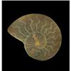 15.24ct Opalized Prehistoric Ammonite Jewelry Cut Half (GEM-20494)