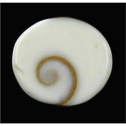 8.56ct Rare Gomti Chakra Shell (GEM-20784)