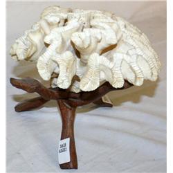 Genuine Hawaiian Oahu Waikiki  Coral