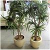 Image 1 : Lot of 2 Artificial Plants
