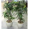 Image 1 : Lot of 2 Artificial Plants