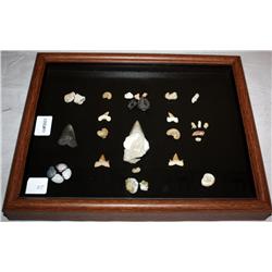 Framed Fossils And Teeth