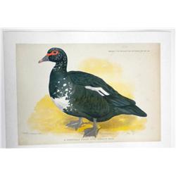 Duck on Linen 1903