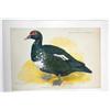 Image 1 : Duck on Linen 1903