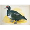 Image 2 : Duck on Linen 1903