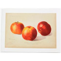 3 Apples on Linen, 1903