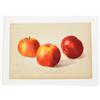 Image 2 : 3 Apples on Linen, 1903