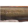 Image 2 : Rare Revolutionary War German-Dutch Flintlock Musket