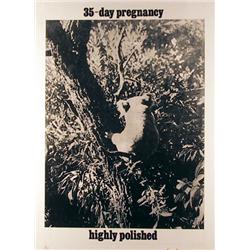 Les Levine, Highly polished, Photo-Etching