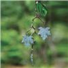 Image 1 : Maple Leaf Wind Chime