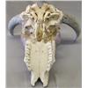 Image 3 : Handpainted Cow Skull