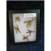 Image 2 : 1607. Five small Starfish. In a glass frame.
