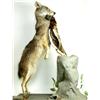 Image 1 : Coyote mount with pheasant on base.