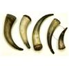 Image 1 : Collection of 5 early powder horns