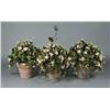 Image 1 : (3) Terracotta Planters with Faux Geraniums