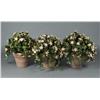 Image 1 : (3) Terracotta Planters with Faux Geraniums