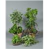 Image 1 : Grouping of Faux Trees and Plants
