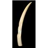 Image 2 : LARGE AFRICAN IVORY ELEPHANT TUSK w FACE