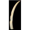 Image 3 : LARGE AFRICAN IVORY ELEPHANT TUSK w FACE