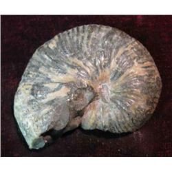 467. Fossilized Cephalopod. Slabbed. Over 300 million years old.
