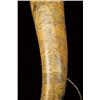Image 4 : Carved American powderhorn circa mid 19th century  measuring approx. 16-1/4” from tip to plug.  Leat